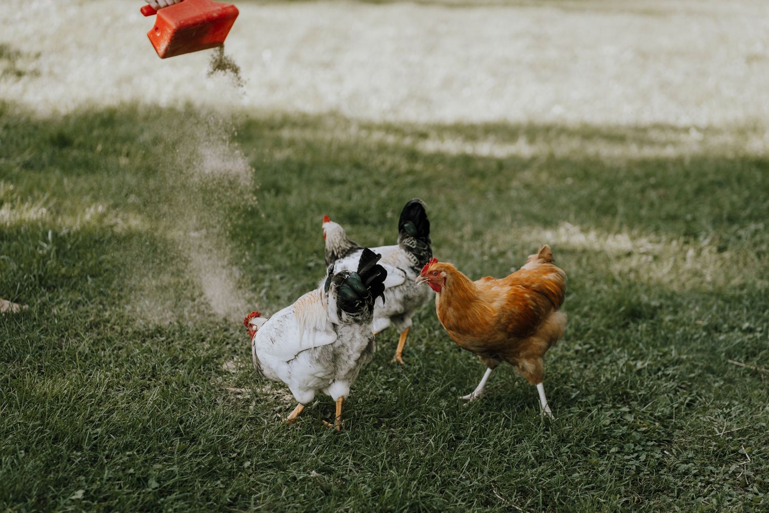 A spotted French Bulldog and brown chicken running together on grass.