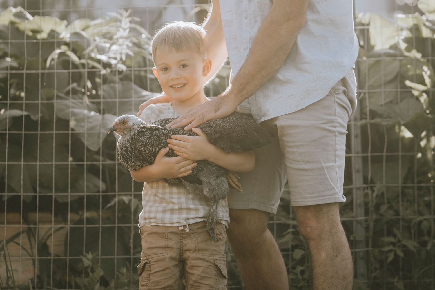 A sunny moment as a child holds a chicken while being supported by an adult.