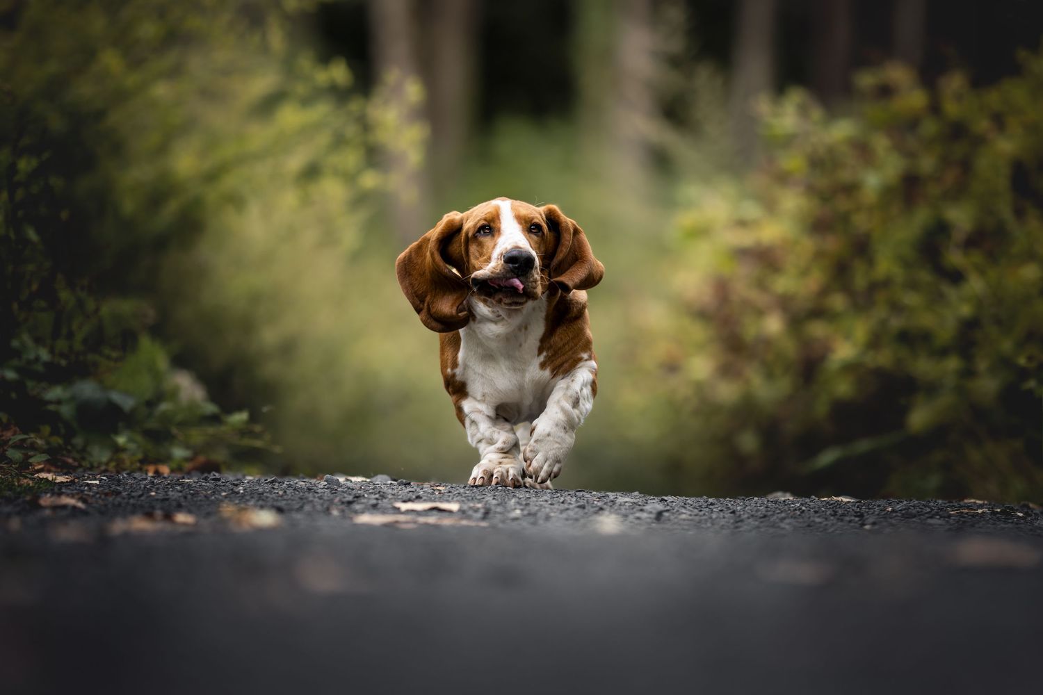 Joyful Cavalier King Charles Spaniel running on a forest path with blurred background.