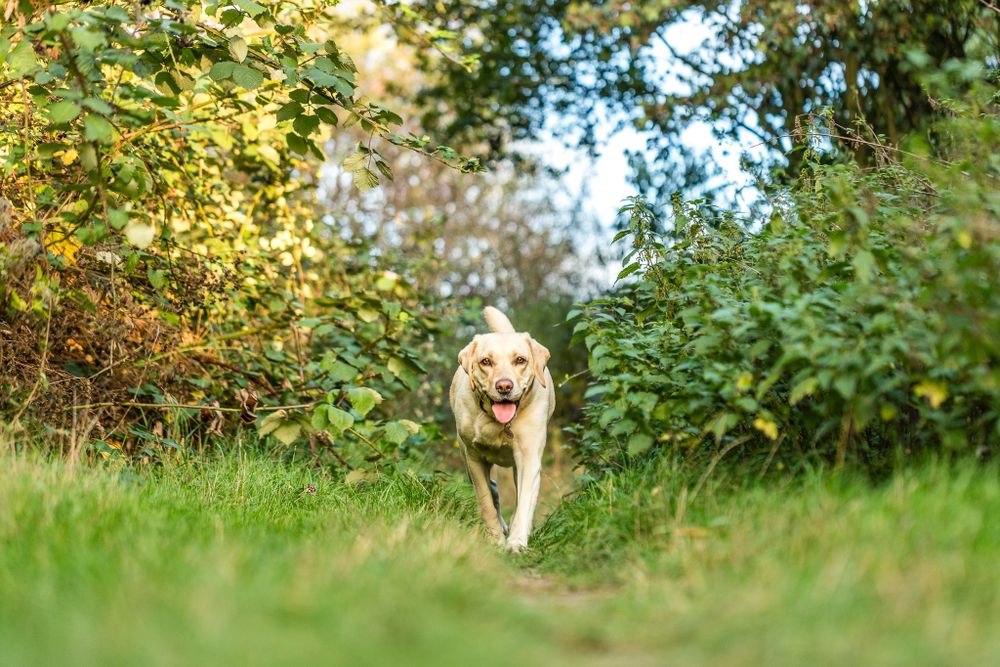 A golden retriever walking toward the camera, set in lots of greenery including trees and grass in Kent