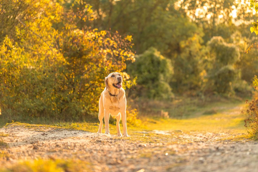 A happy yellow Labrador dog running toward the camera at sunset in a park in Dartford, Kent