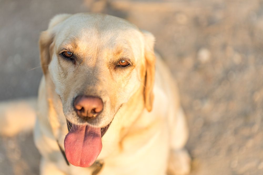 A gorgeous photo of a yellow lab's face with her tongue out, with the sun hitting one side of her body