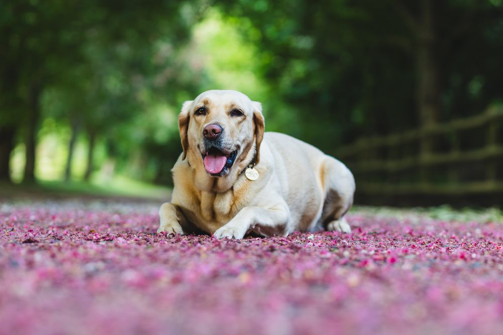 A gorgeous photo of a yellow Labrador, laying amongst pink blossom in Darenth Country Park, Dartford Kent