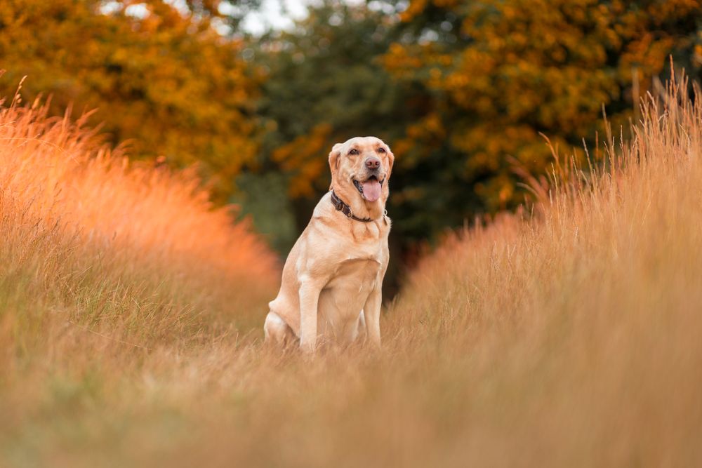 A sunset photograph of a yellow Labrador retriever, with the dog sat between two rows of sun-hit yellow long grass