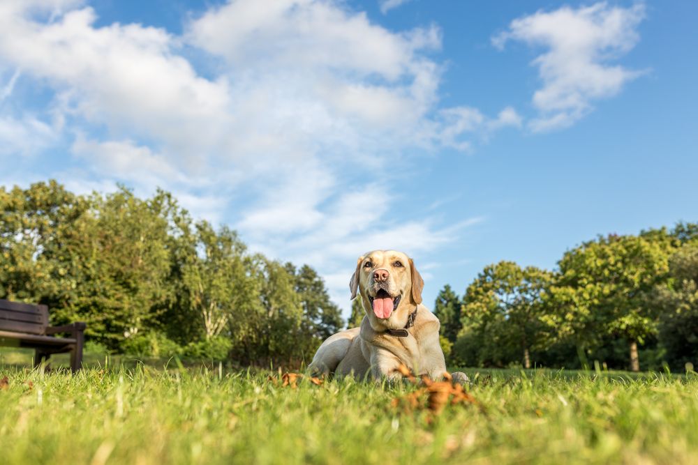 A high definition photograph of a happy yellow Labrador, laying on the floor at Mote Park, Kent, with sunny blue skies