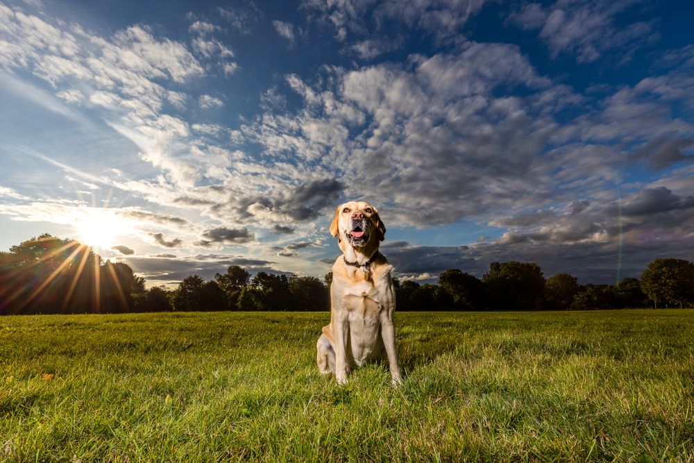 A labrador posing for a dramatic off camera flash photograph with epic sky behind her, in Bexley, Kent