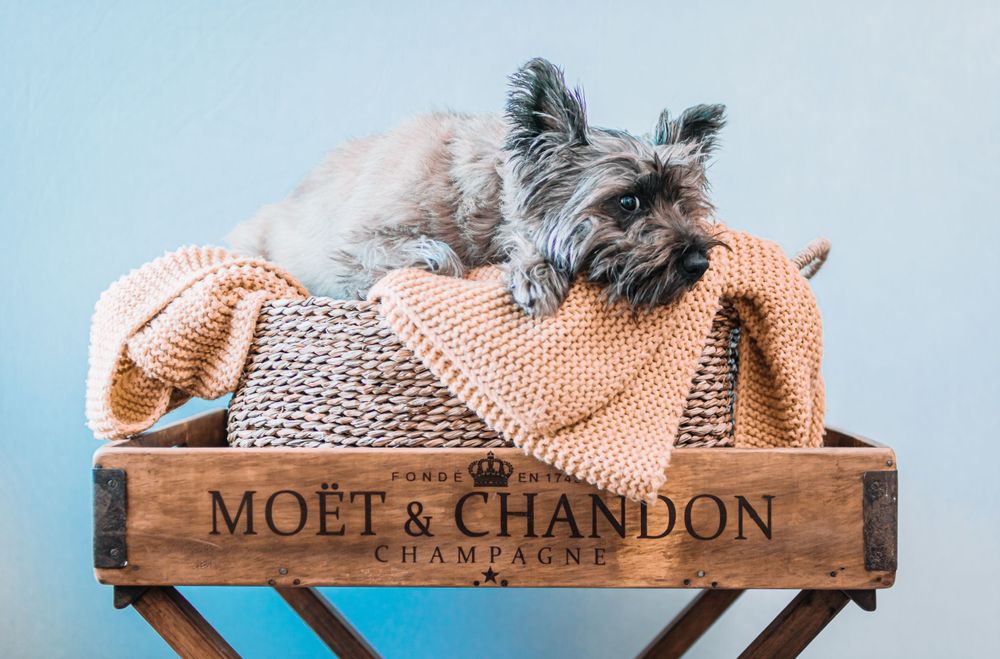 A cute scruffy pup laying in a basket with Moet & Chandon written on the wood