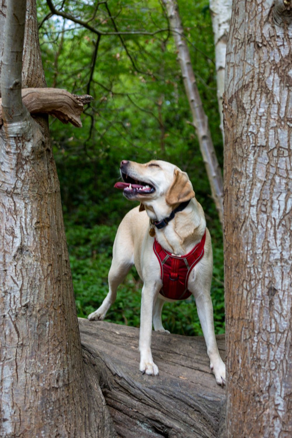 A fun and happy yellow Labrador golden retriever cross climbing a tree with her tongue out in Shorne Wood Country Park