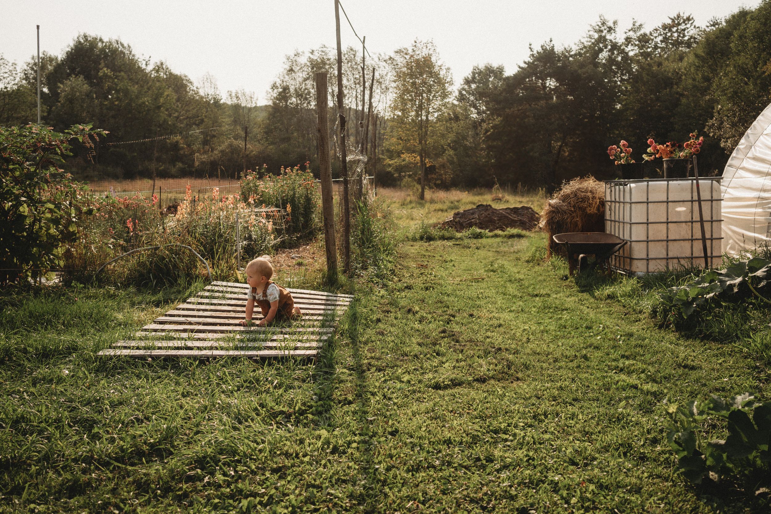 A rural farm scene with chickens roaming near a greenhouse structure.