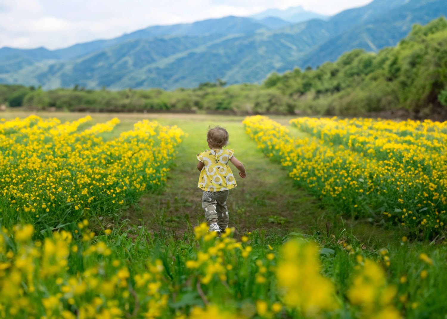 Forty-Three Days of Gray Skies over the Persian Gulf