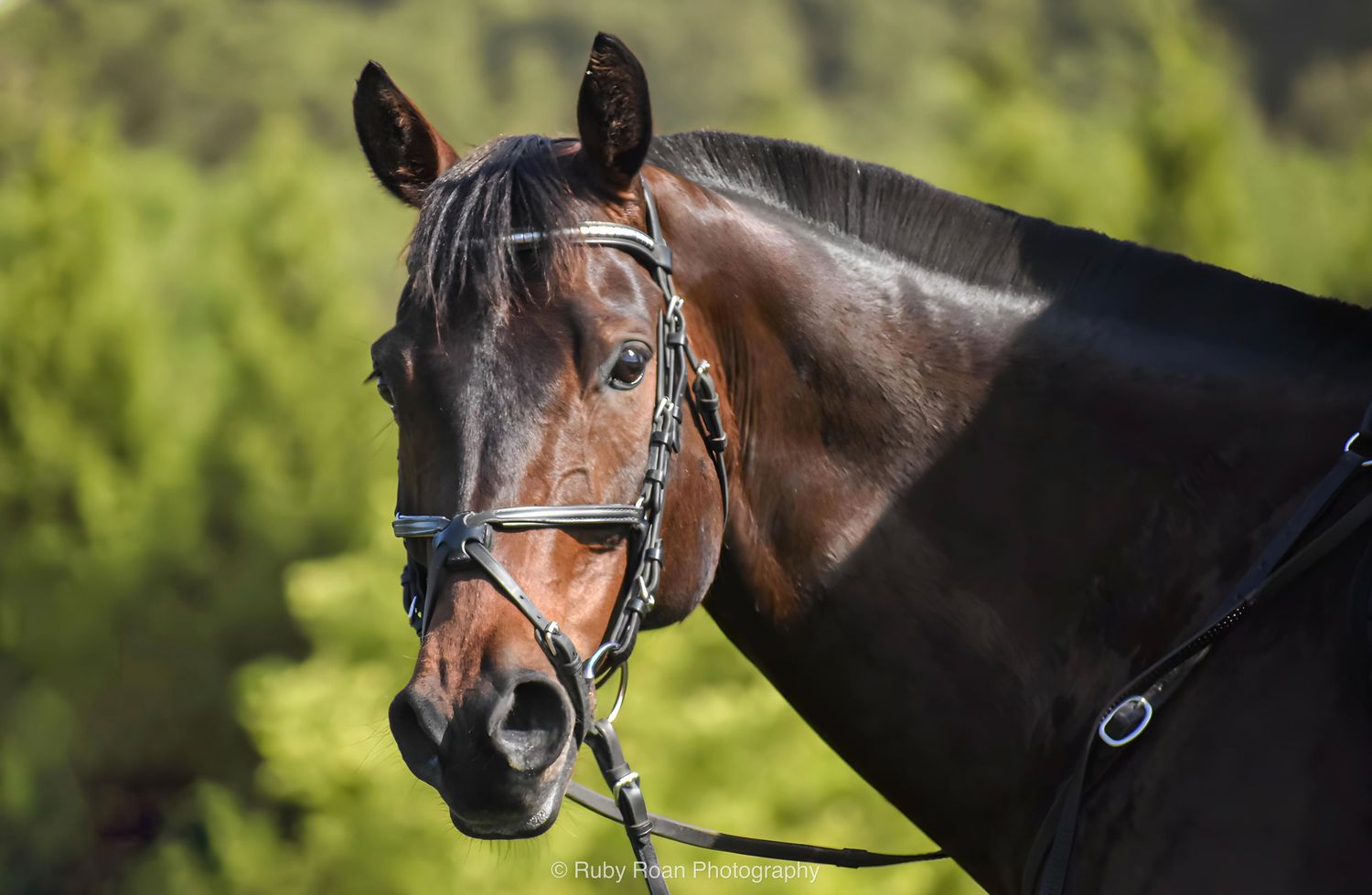 horse looking at camera