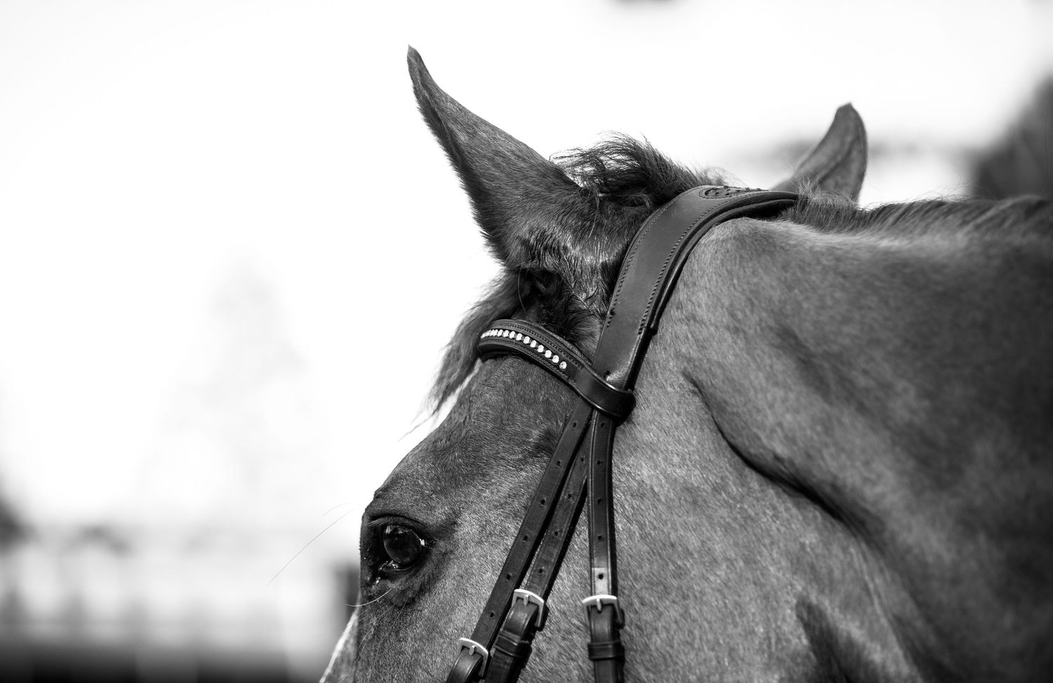 Equestrian photography.