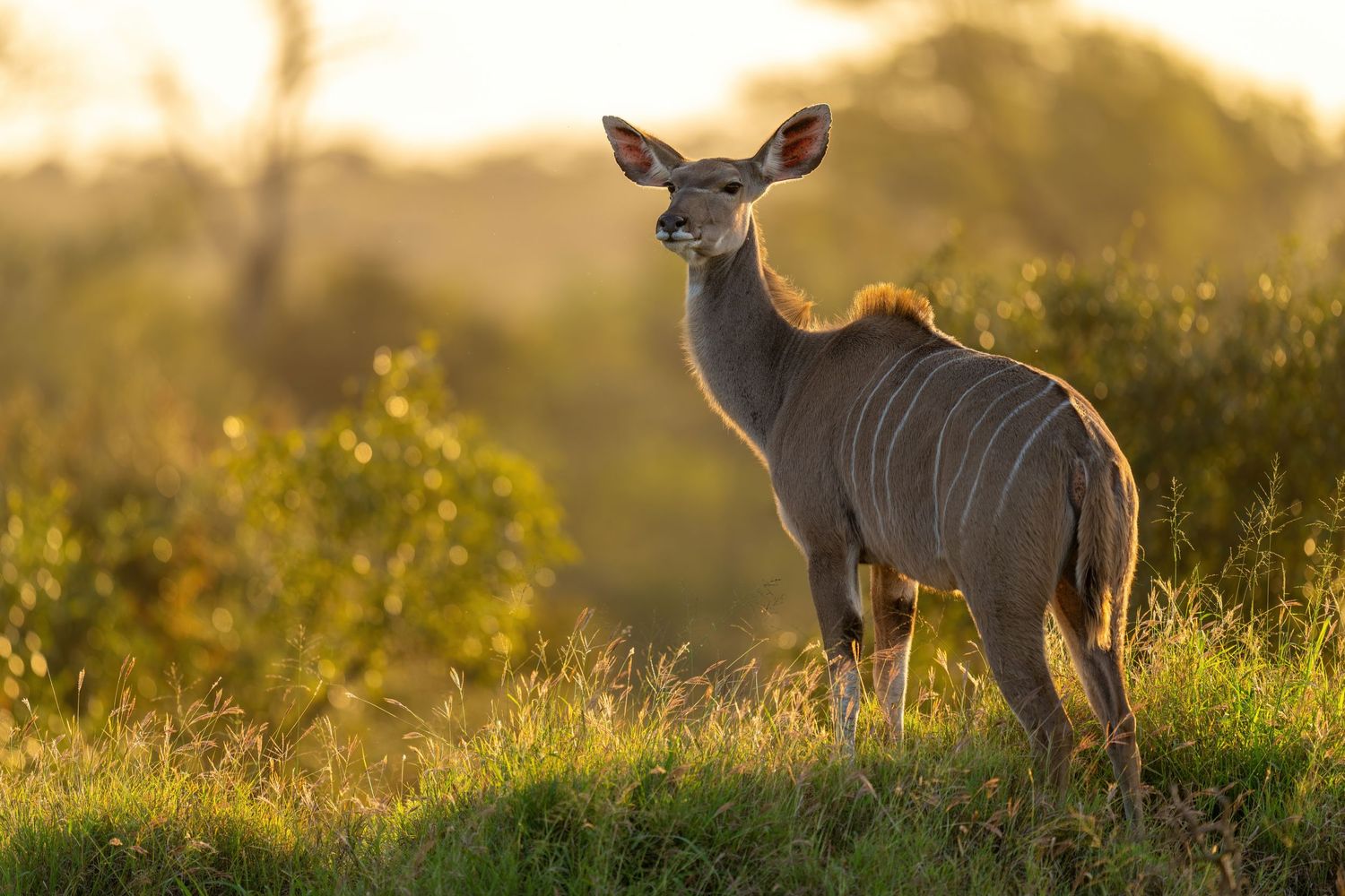 Series of silhouettes showing a deer in golden sunlight at dawn or dusk.