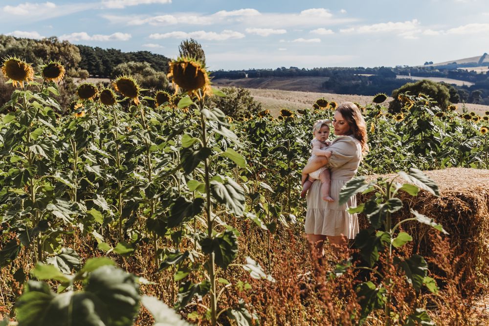 Sunflower portraits