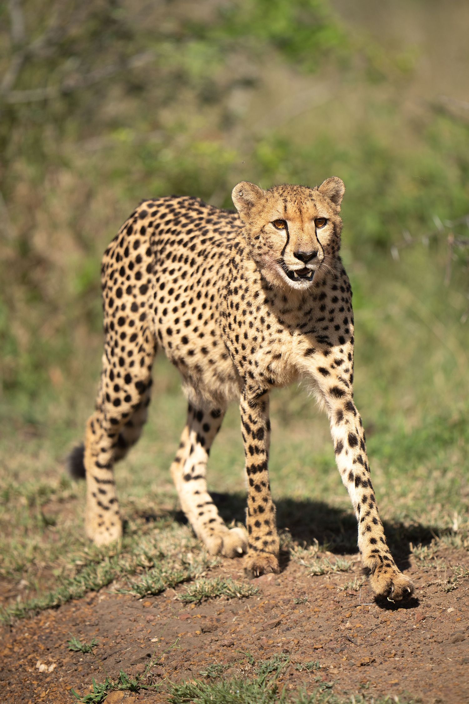 Cheetah walking across dusty terrain in natural grassland habitat.
