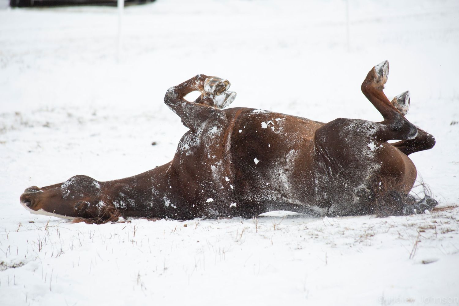 Chestnut morgan rolling in snow