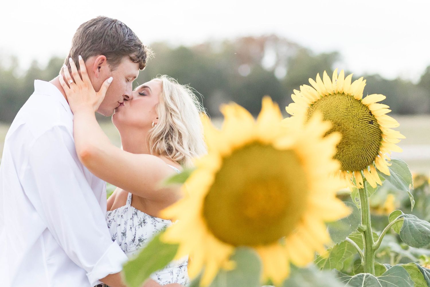 man and woman kiss in a sunflower field