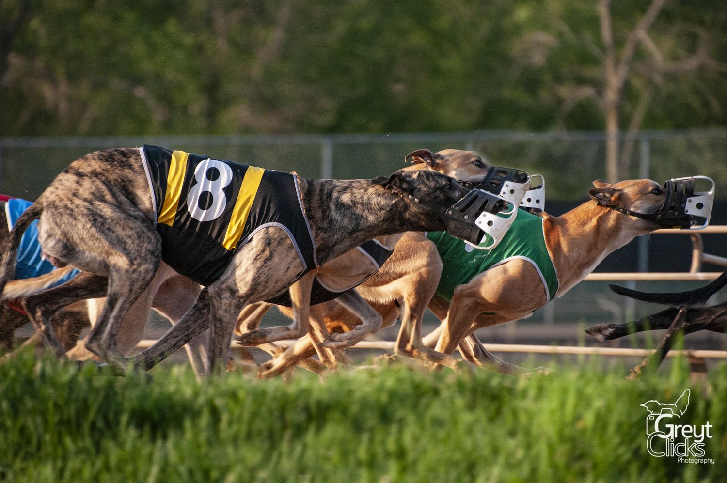 greyhounds racing