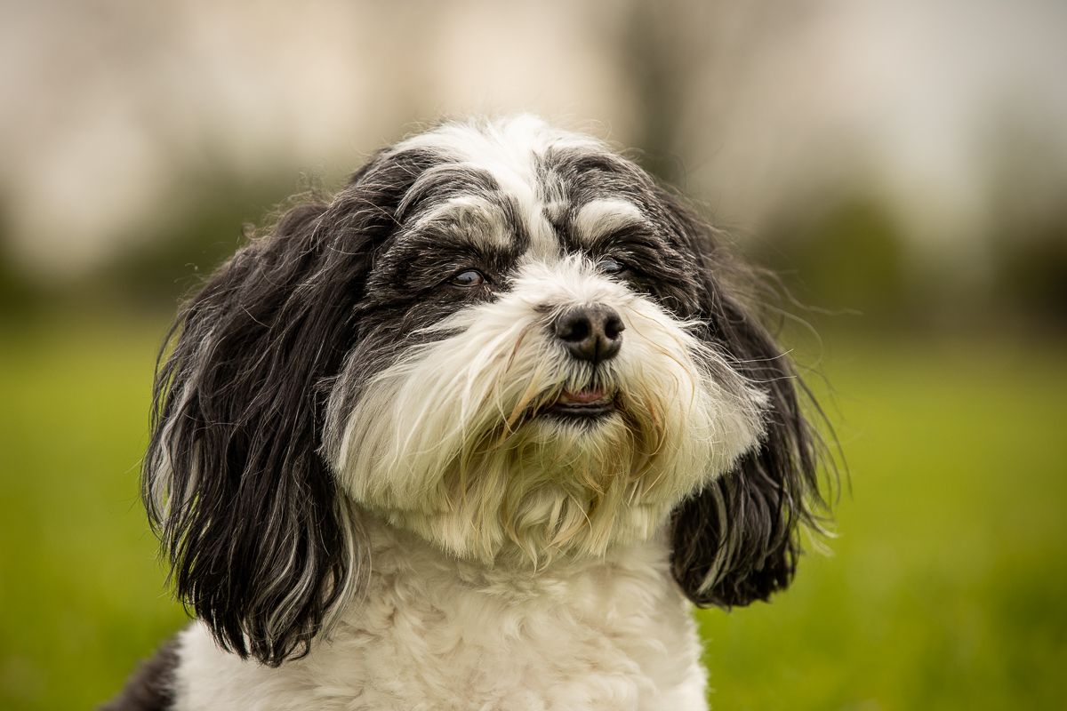 Close up portrait of black and white Havanese dog with fluffy fur looking at camera.
