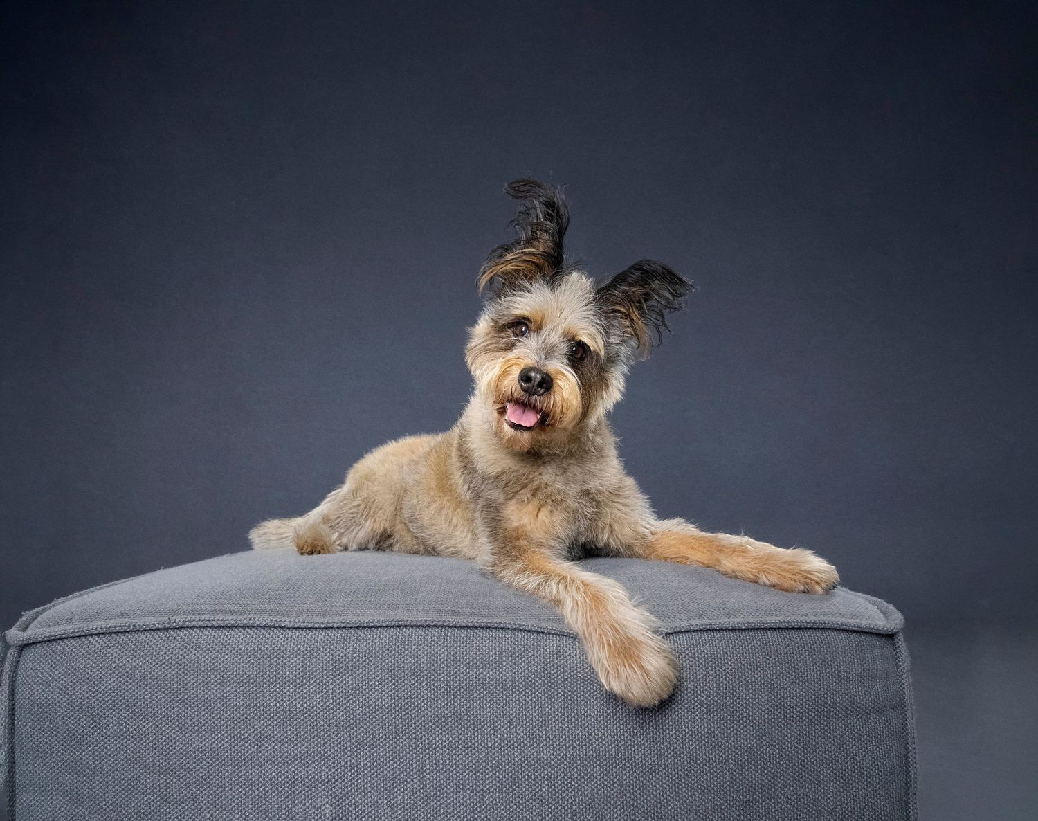 Pet portraits