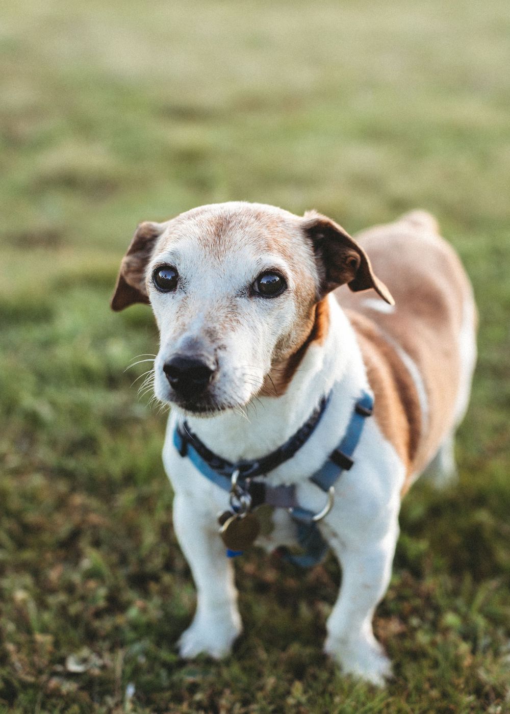pet sunset photography werribee
