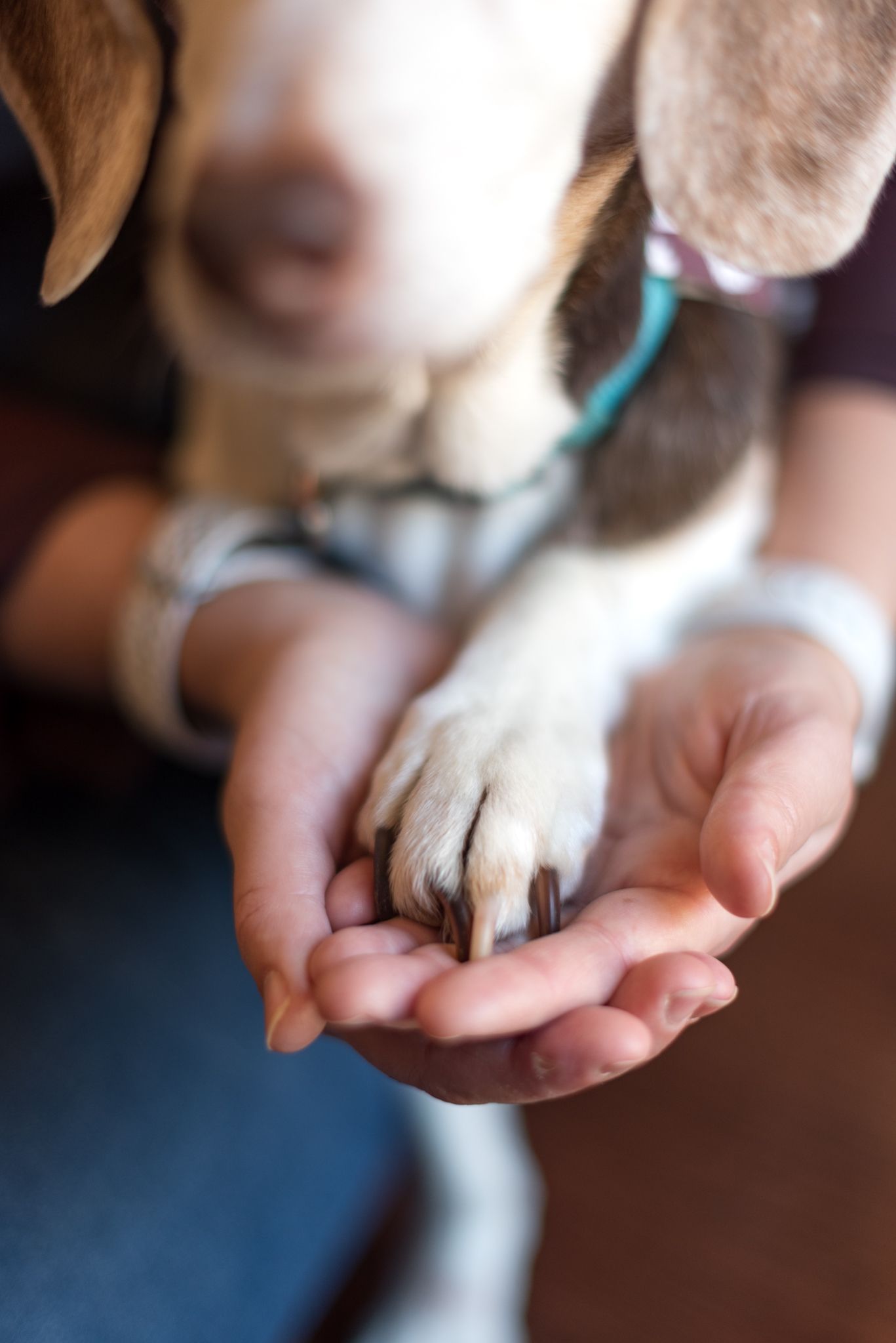 woman holding senior dog's paw