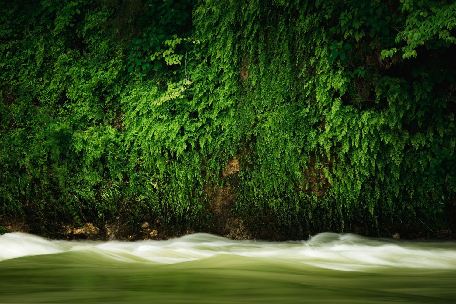 Fern covered bluff along the Buffalo National River with soft flowing waves across the frame. Image by Alex Kent