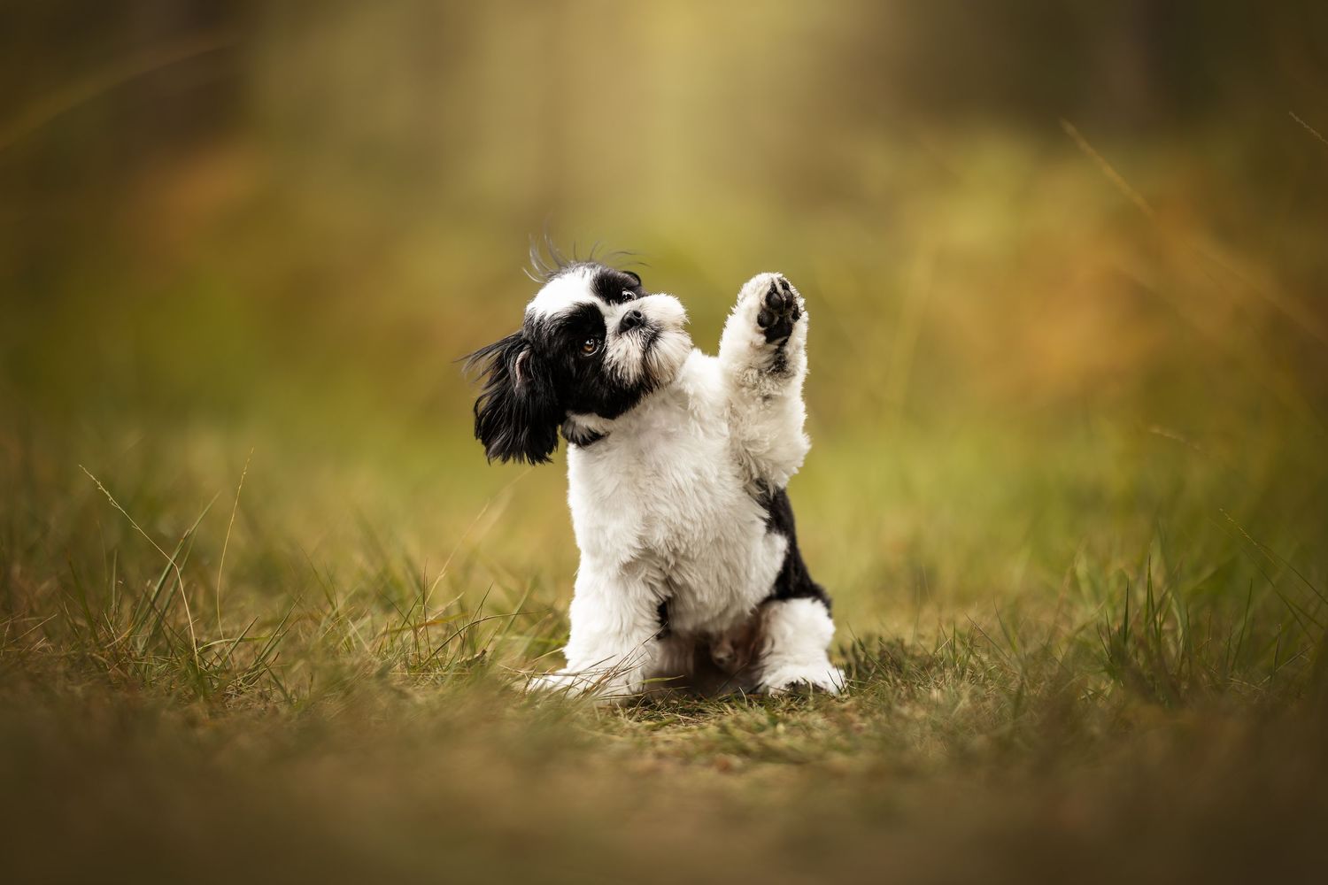 Black and white puppy playing and jumping in grass with blurred natural background.