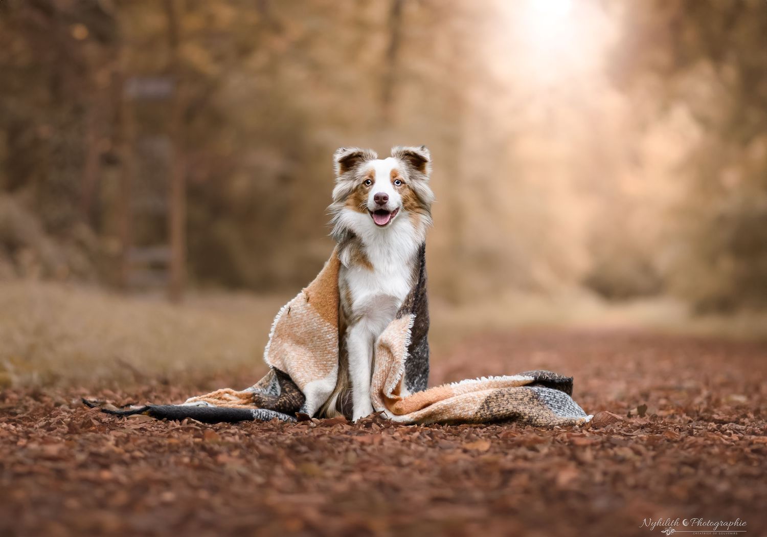 Photographe pour chien en Meuse avec séance photo sur mesure