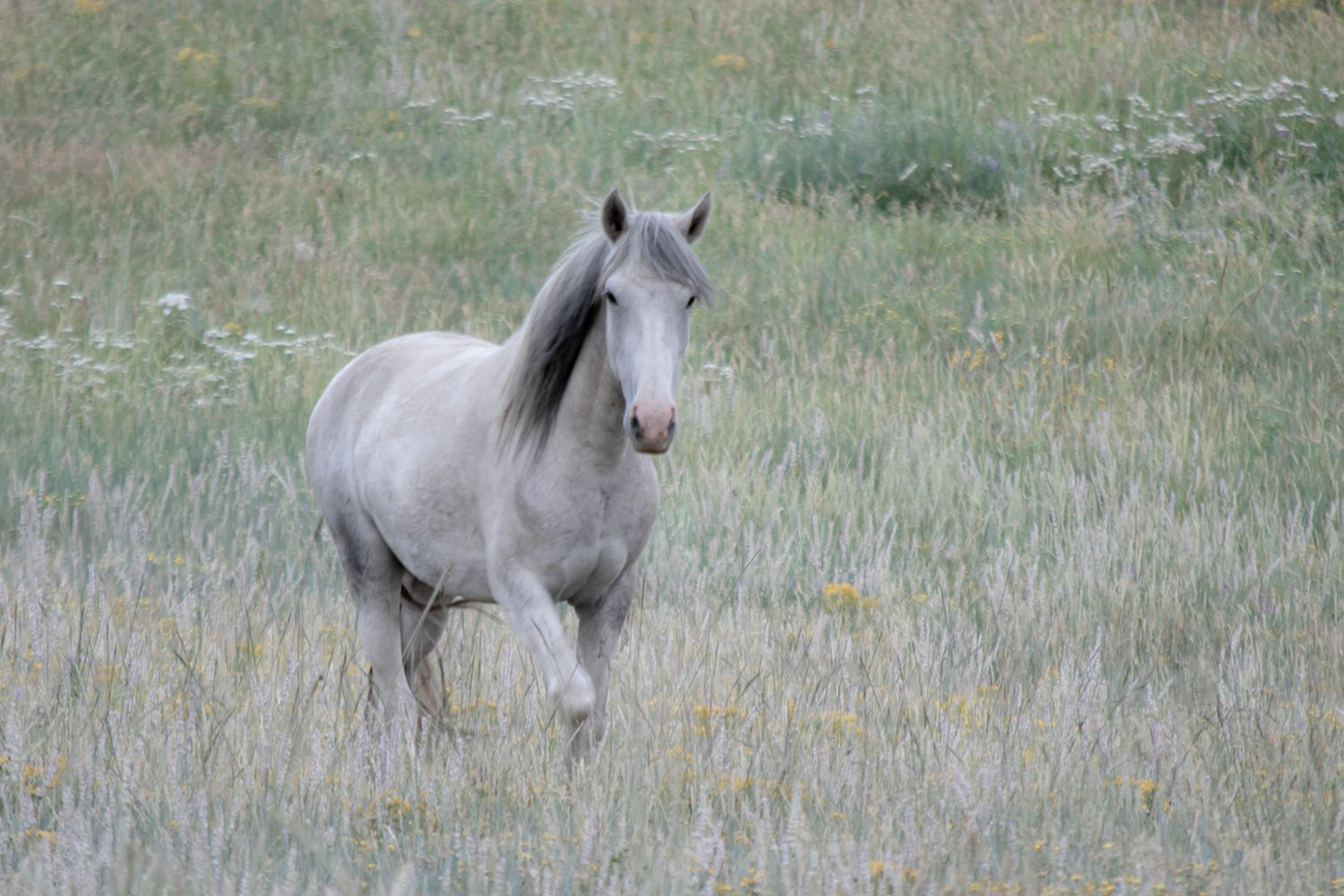 Horse photography