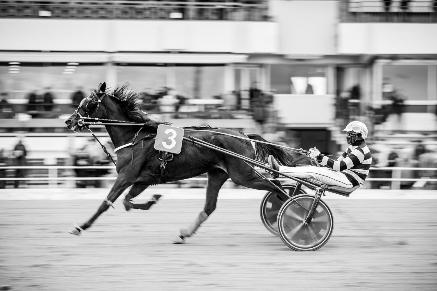 Black and white action shot of harness racing horse and driver at full speed.