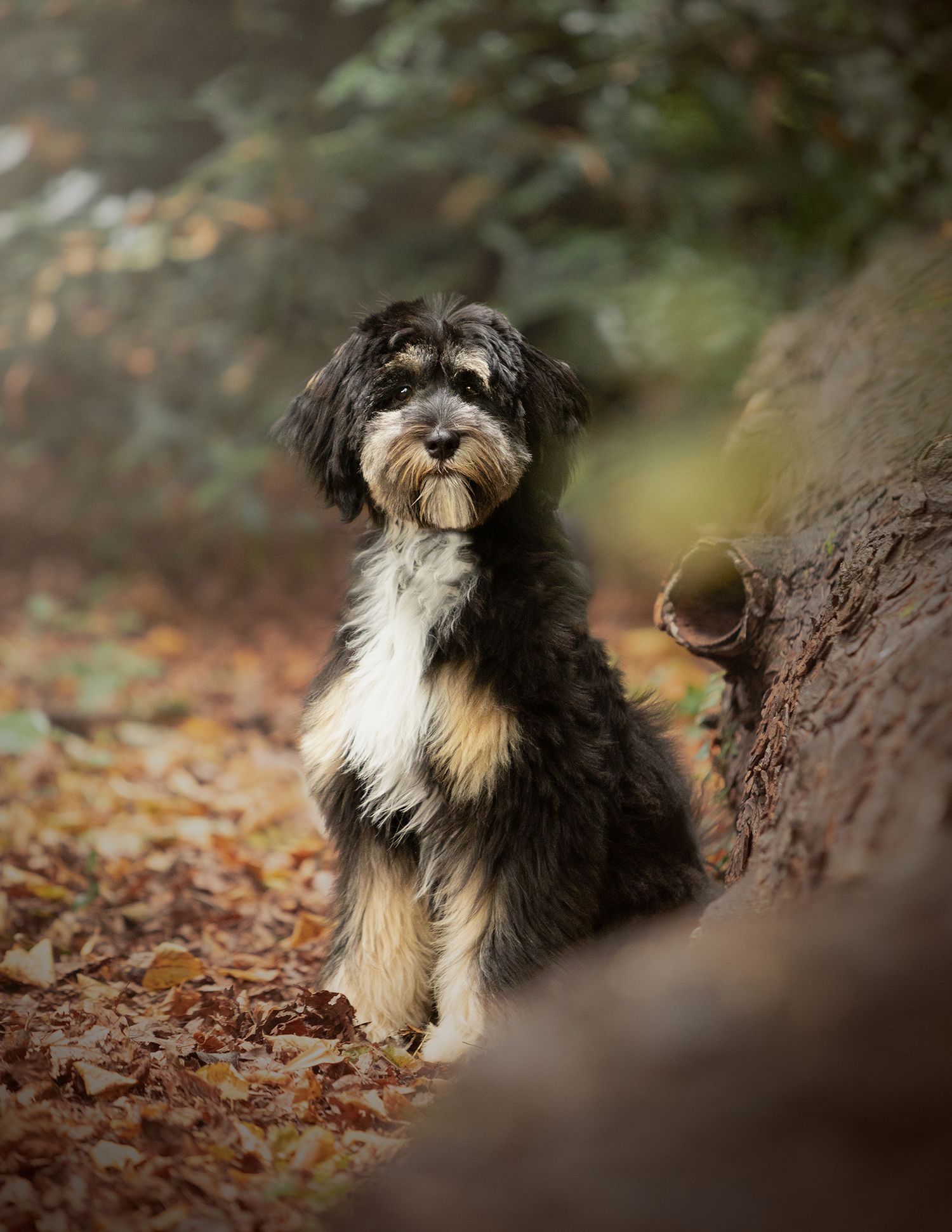 manchester pet photographer, cheshire, tibetan terrier, Abney hall