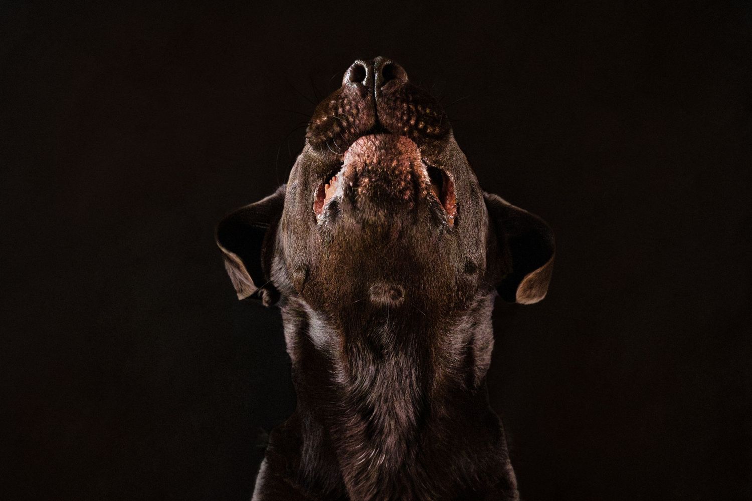 Portrait / Tierportrait von braunem Labrador - fotografiert von Sinah Kaltenbach