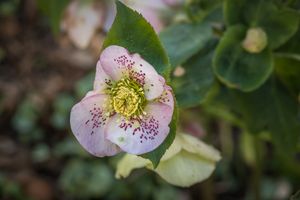 Close up of a hellebore