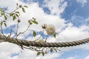 White rose climbing along a garden rope