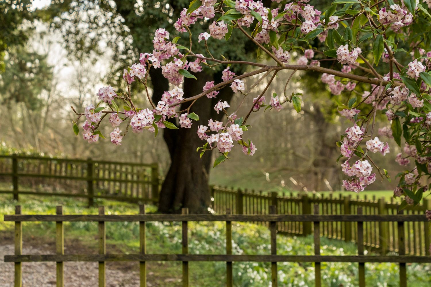 Spring blossoms