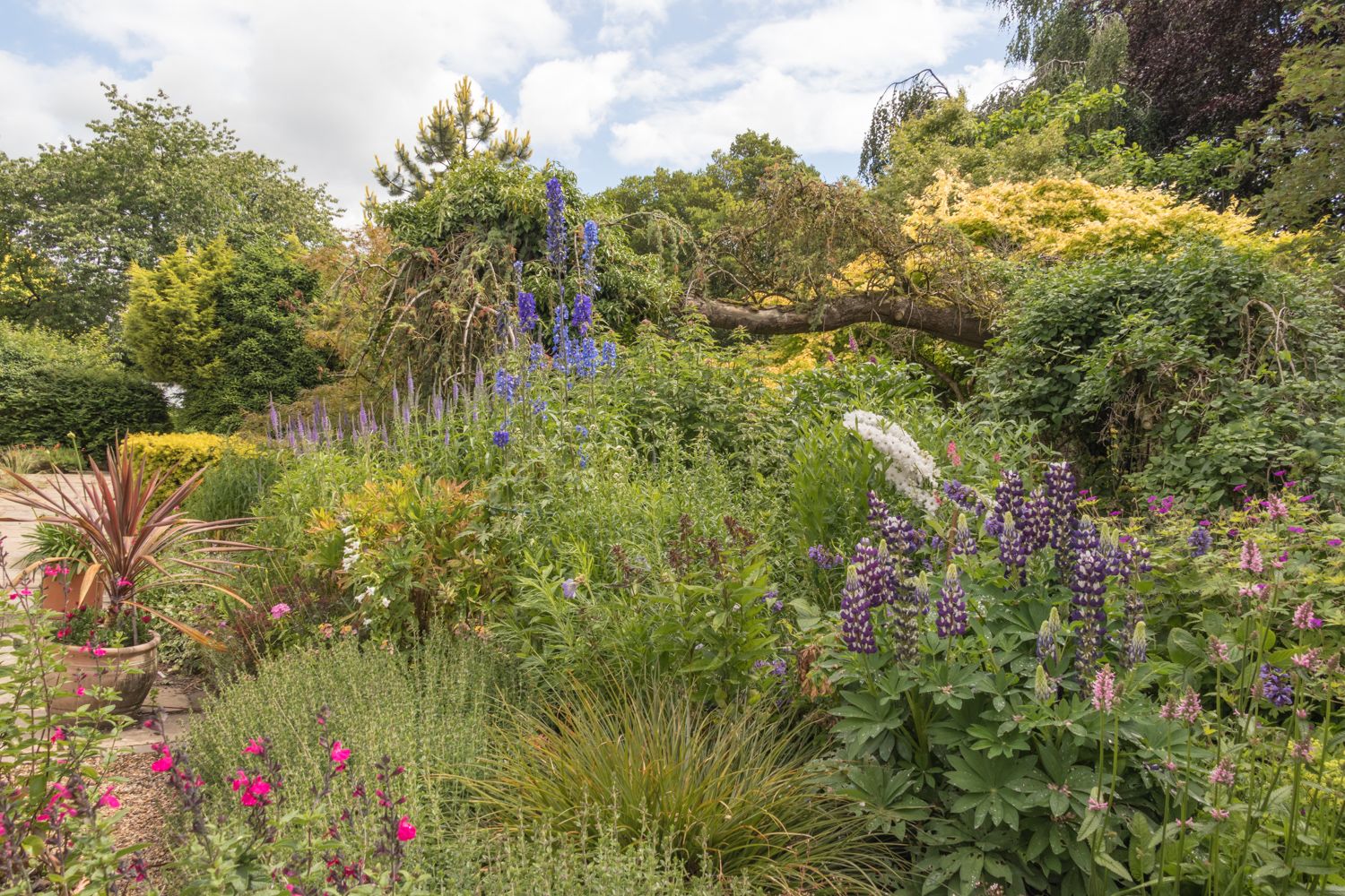 June garden borders