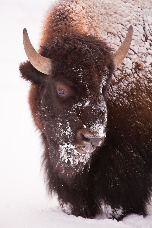 Bison in winter licks his lips with purple tongue  in Yellowstone National Park, Wyoming