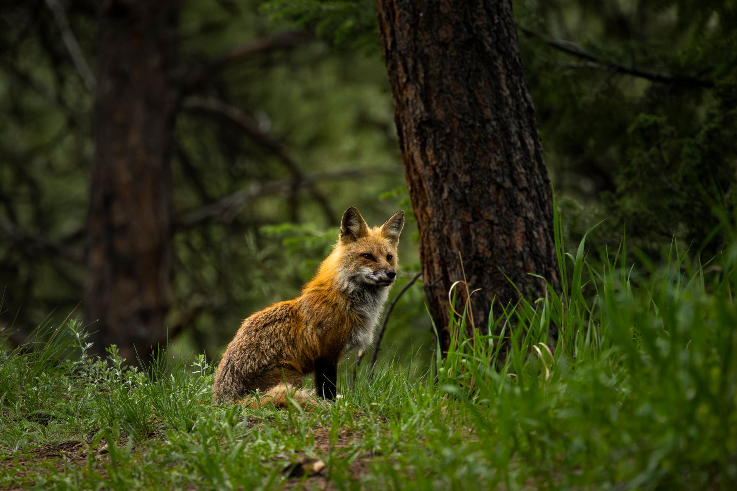 red fox, vulpes vulpes, fox, forest animal, orange, wildlife
