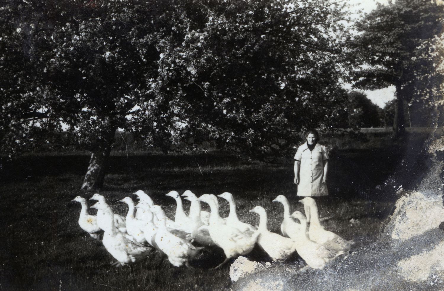 Vintage black and white photograph showing geese being herded in a garden setting.