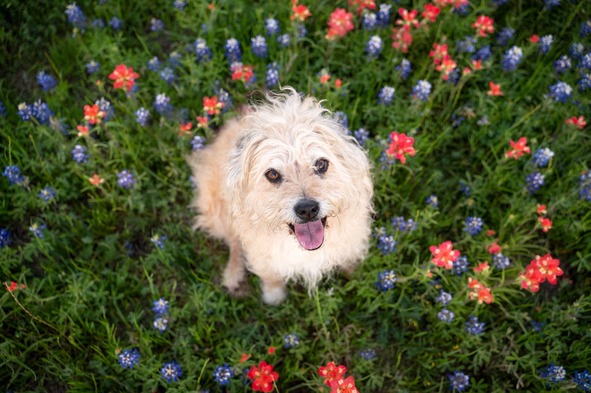 border terrier sitting sitting in field of Texas wildflowers looking up at camera