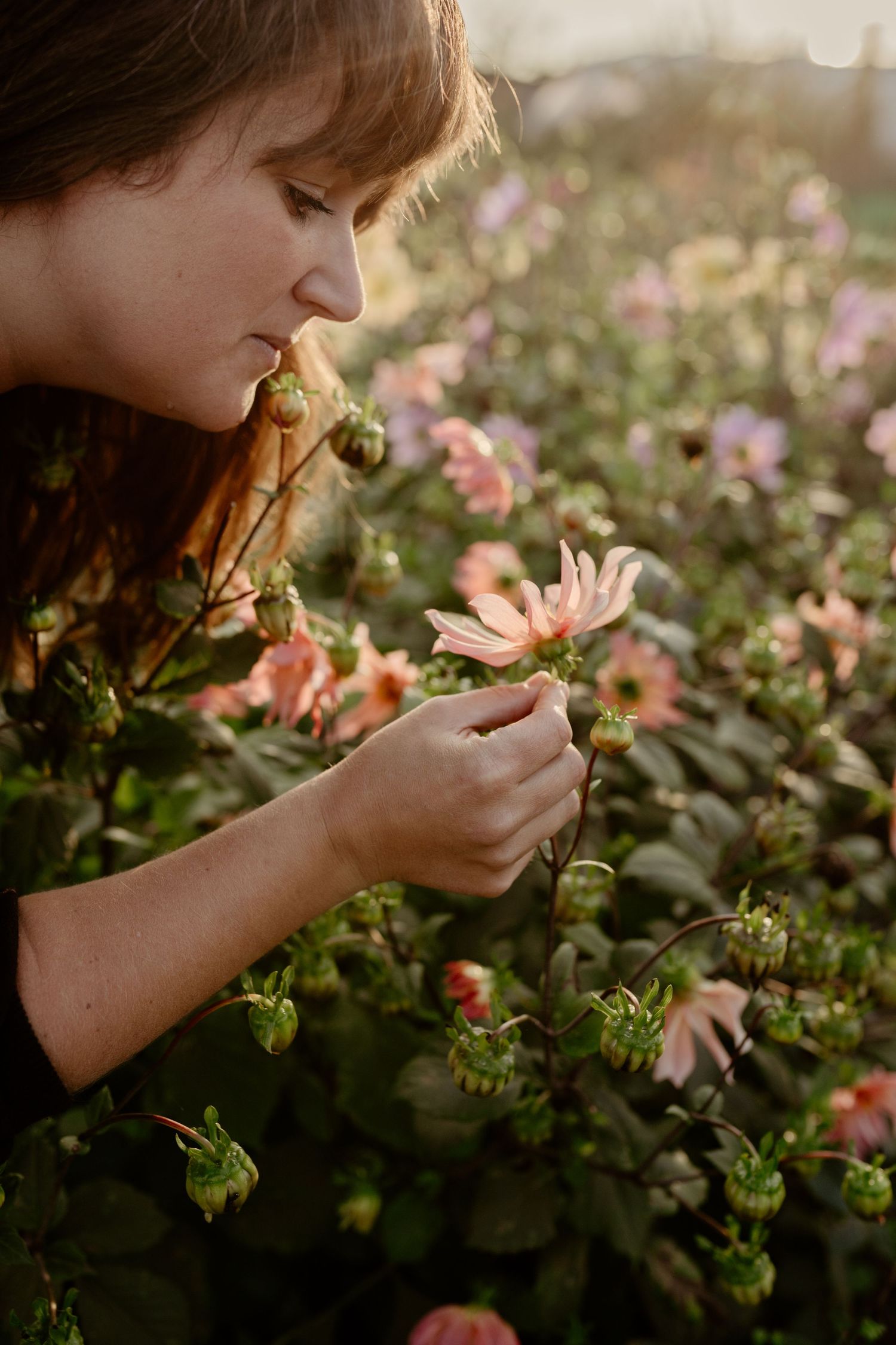 Person smelling pink flowers in a garden during golden hour sunlight.