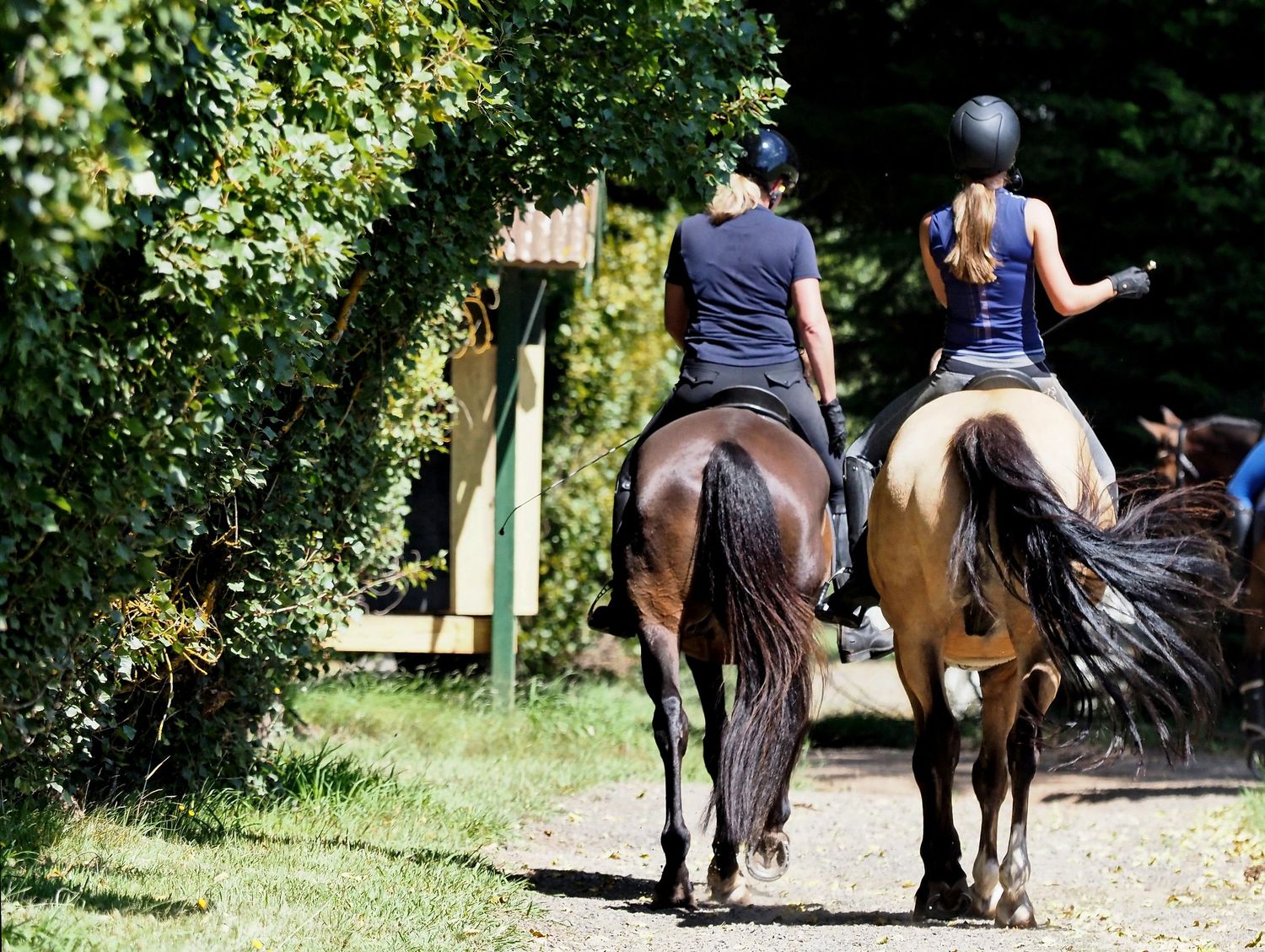 Two riders on horseback trail riding through green summer forest path.