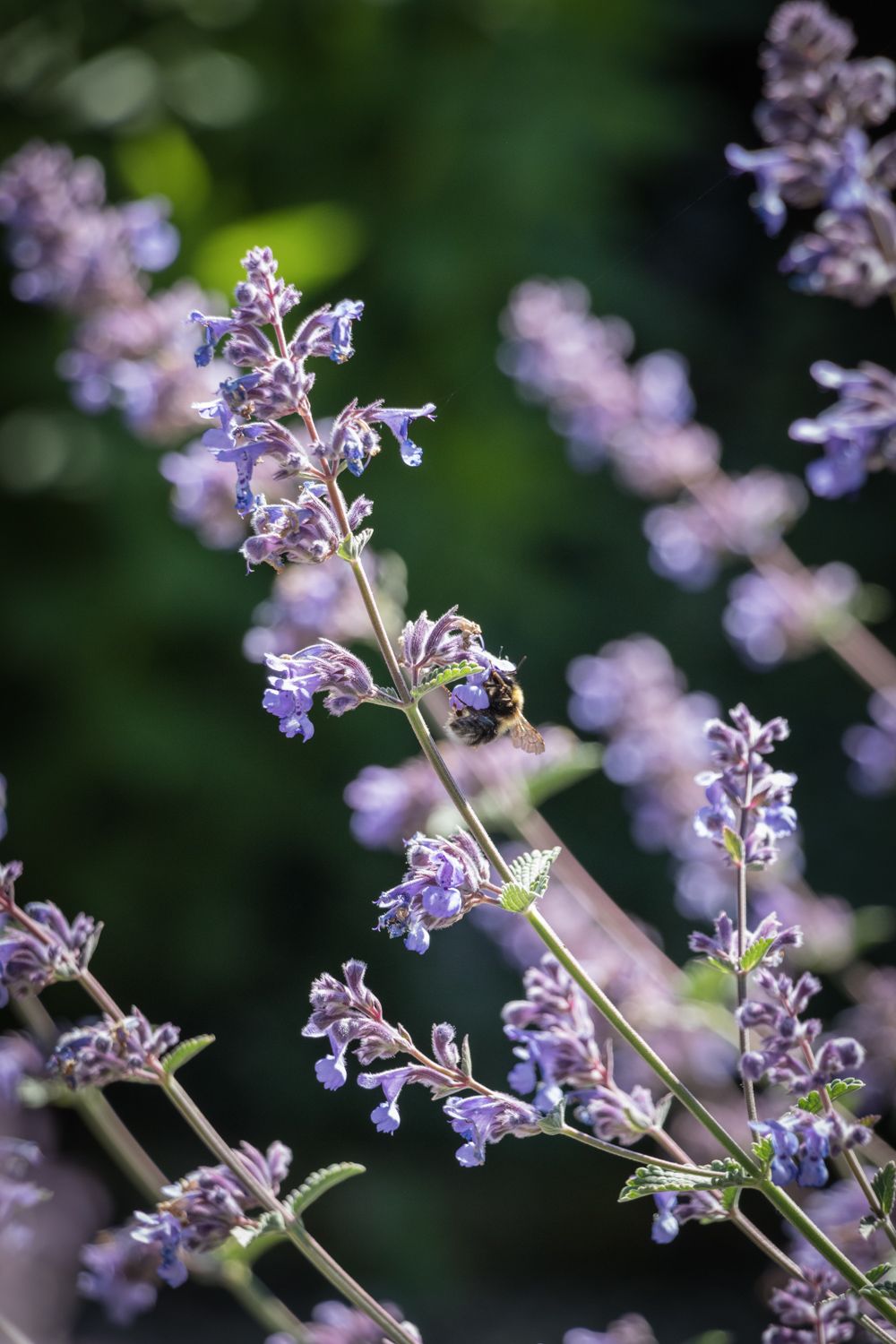 Garden wildlife