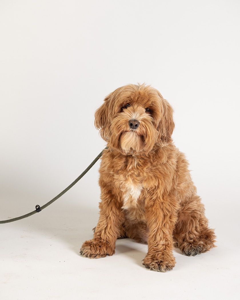 Cavapoo in photographic studio by Lucy Reeve Dog Photographer