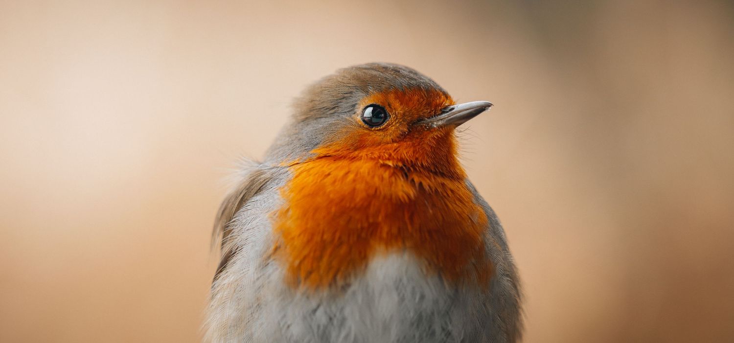 Close-up portret van roodborstje met fel oranje borstveren tegen zachtbeige achtergrond.