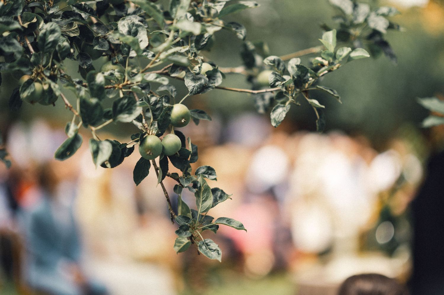 Tree branches with leaves in soft focus against a blurred background.