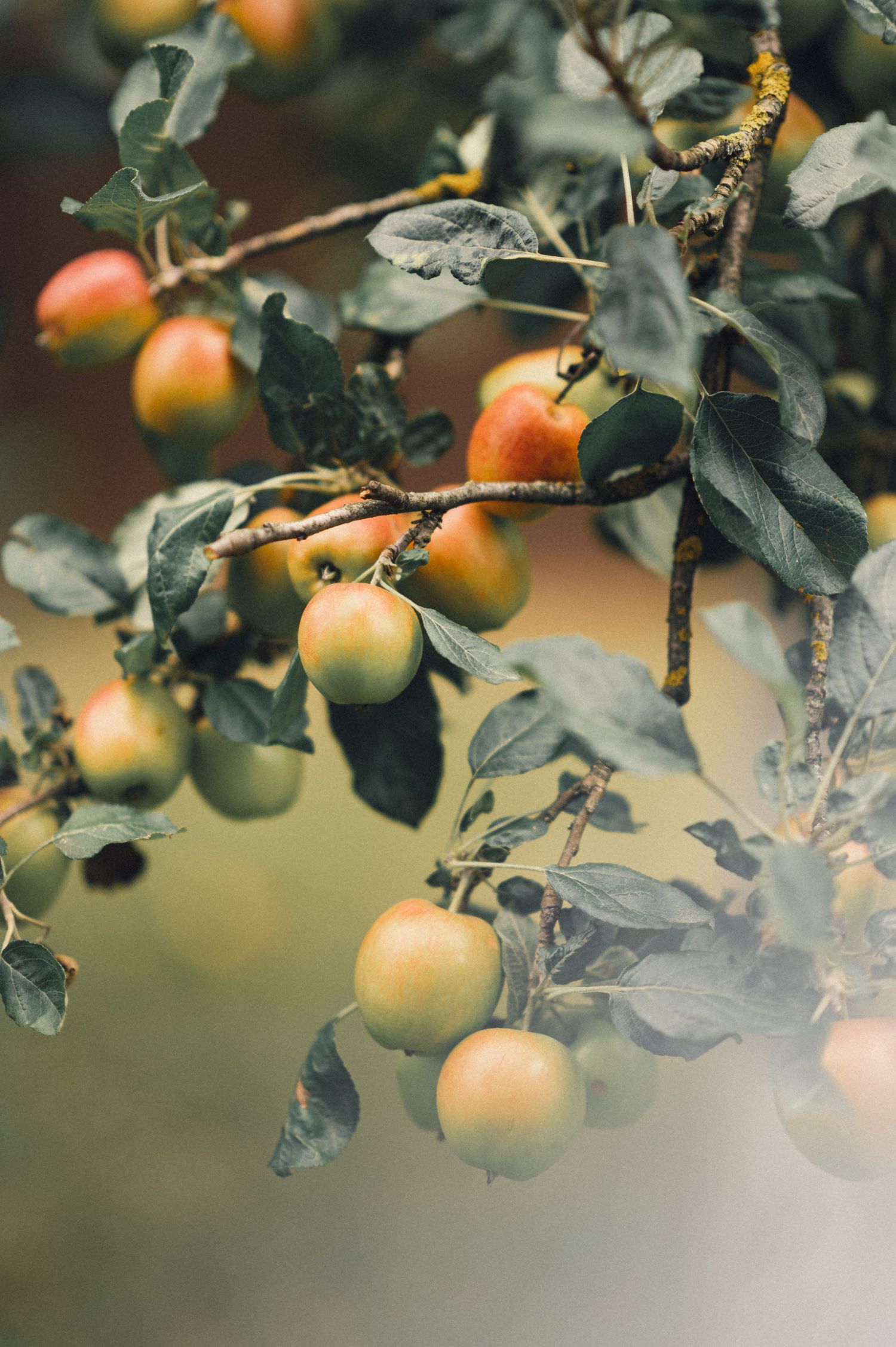 Fresh apples growing on tree branches with water droplets on green leaves.