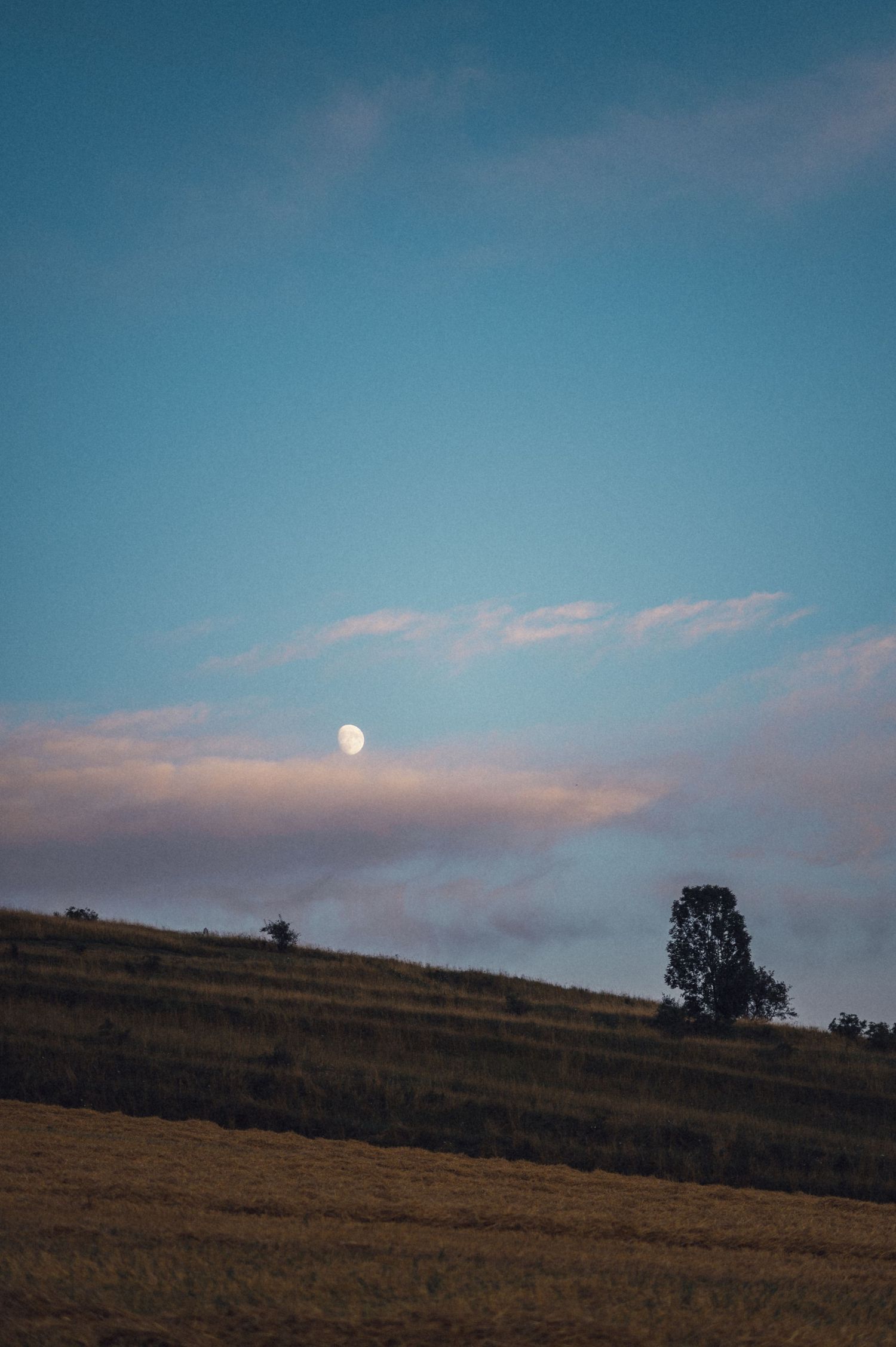 Full moon rising over rolling hills at dusk with silhouetted tree.