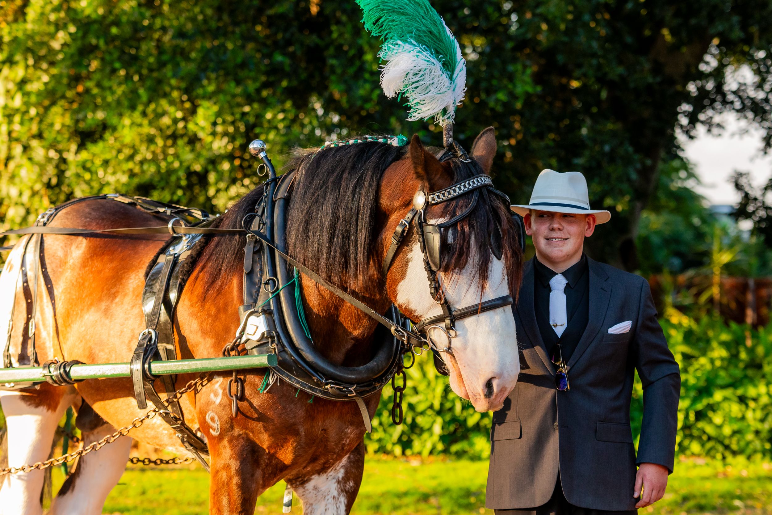 A Clydesdale horse adorned with a green plume stands with its handler in formal attire during sunset.